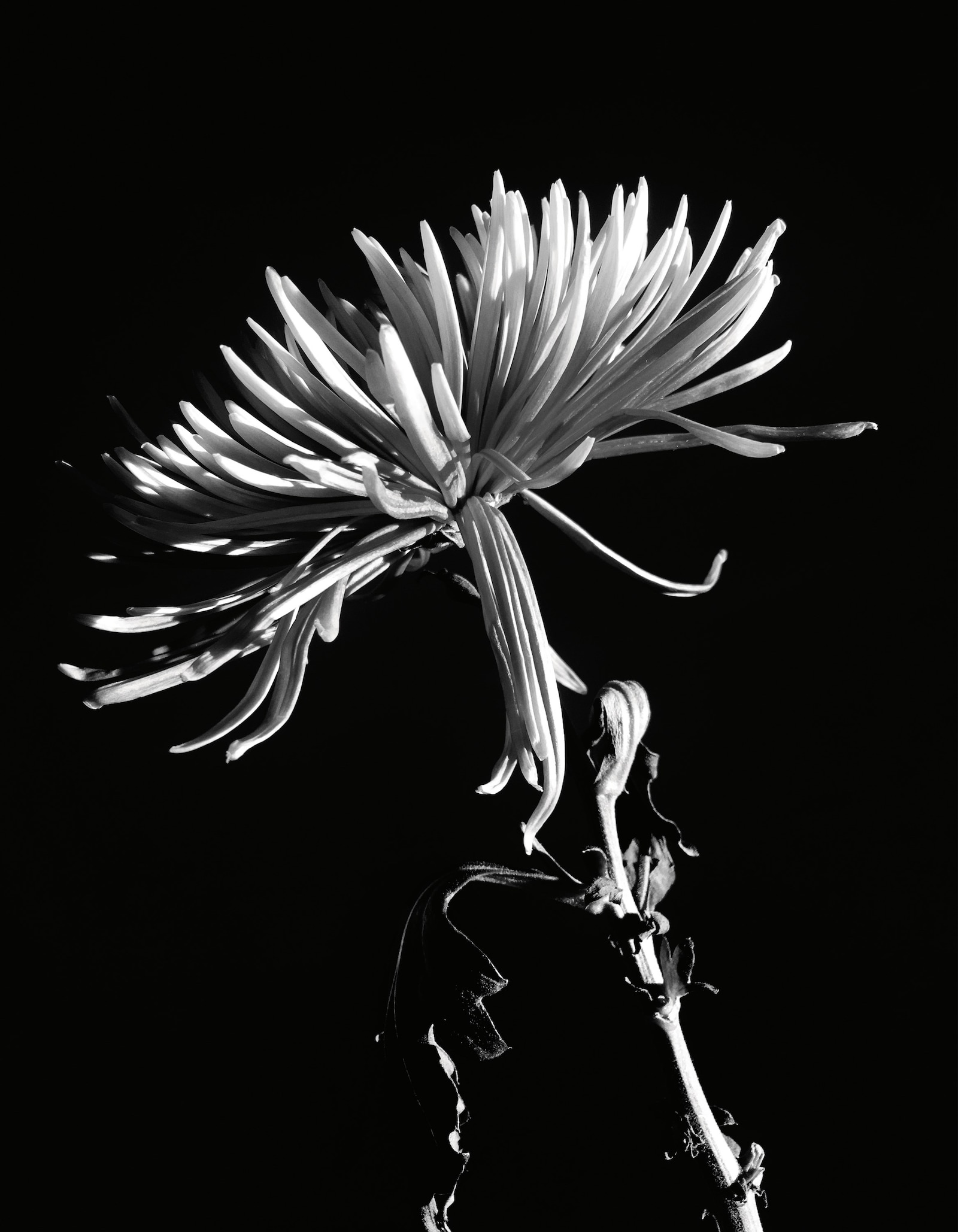 AN32_COV1_M1_Prada_01