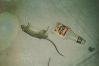 Dash Snow Polaroids New York Ryan Mcginley